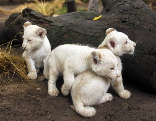 Zoológico de Buenos Aires na Argentina